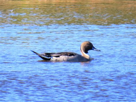 eBird Checklist - 29 Nov 2021 - Bahia Beach Nature Preserve - 32 species