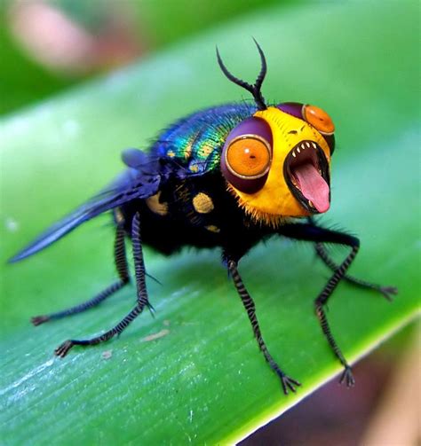 Snapper Fly by ozplasmic on DeviantArt | 昆虫アート, 可愛すぎる動物, 動物 写真