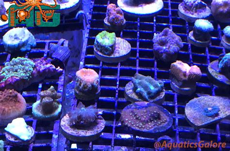 LPS-Corals | Aquatics Galore