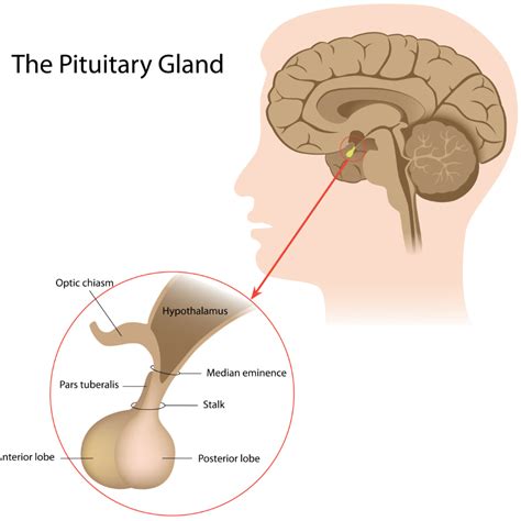 Radiological Anatomy: Pituitary Gland - Stepwards