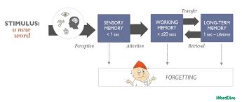 Perception vs long term memory Essay Paper | My Best Writer