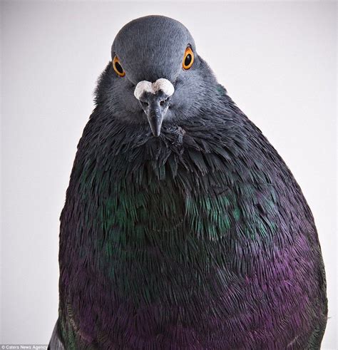 Stunning images put PIGEONS in the place of fashion models | Pigeon breeds, Pigeon, Beautiful birds