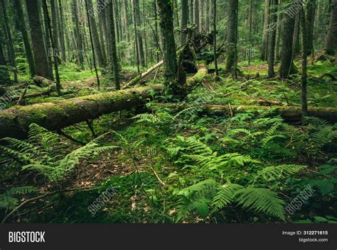 Green Forest Nature. Image & Photo (Free Trial) | Bigstock