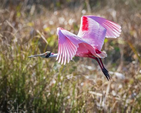 Flying Roseate Spoonbill Photograph by Joe Myeress - Fine Art America