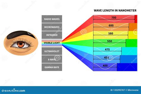 Visible Light Spectrum. Color Waves Length Perceived by Human Eye ...