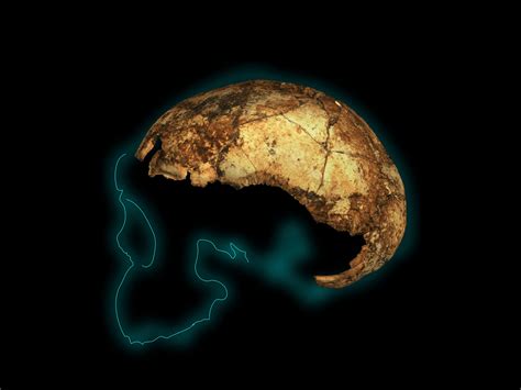 Fossil skull reveals new overlap between ancient human species