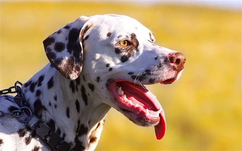 1920x1080px, 1080P free download | Dalmatian, pet, big dog, black spots ...