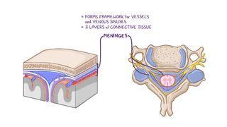 Kernig's Sign: What Is it, How It’s Used, and More | Osmosis