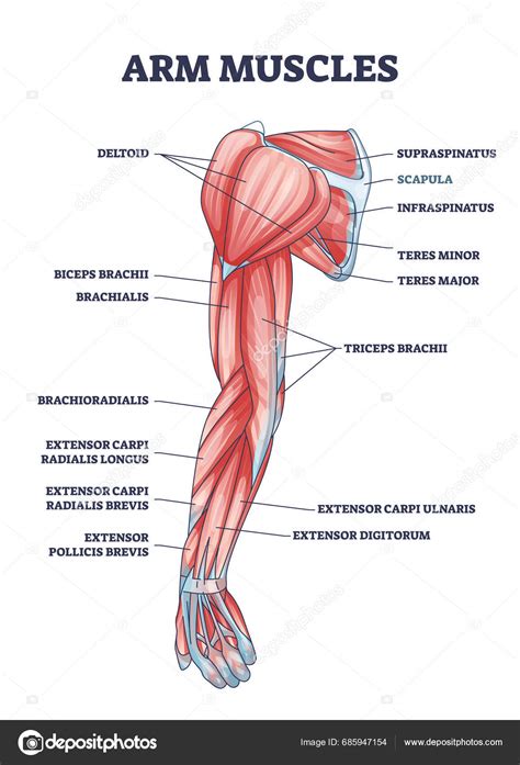 Arm Muscles Medical Description Labeled Latin Titles Outline Diagram ...