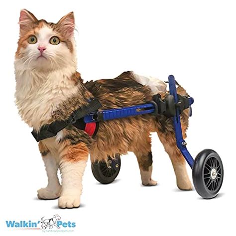 The Best Cat Wheelchairs -New Releases – BMI Calculator