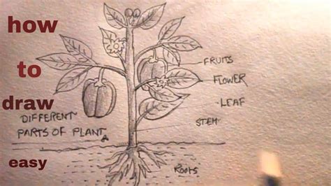 let's Draw parts the of a plant/diagram parts of plant/plant drawing ...