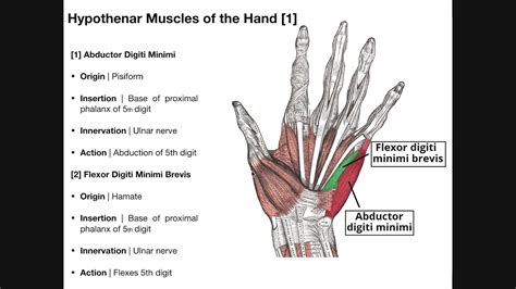 Palmar Musculature | The Hypothenar Muscles - YouTube