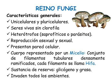 Calaméo - Reino Fungi - Categorías Taxonómicas