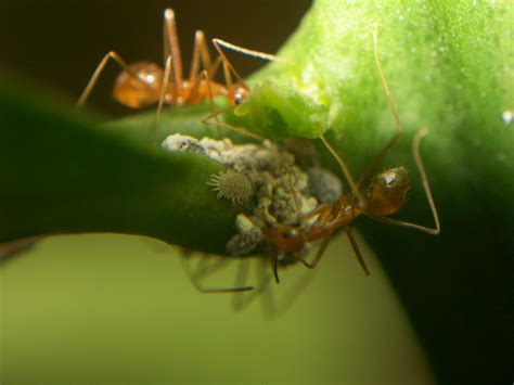 Bonds of Honeydew: Understanding the relationship between Acropyga ants ...