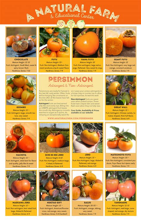 Persimmons Are Coming!