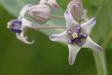 Stamen Development Stock Photos, Pictures & Royalty-Free Images - iStock