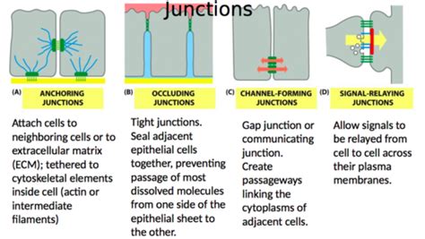 Molecular Cell Biology Exam #4 Flashcards | Quizlet