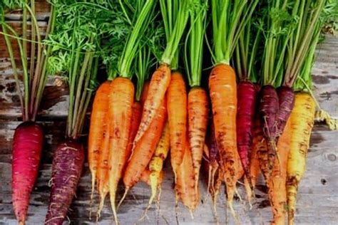 15 Frost Tolerant Vegetable Plants - Urban Garden Gal