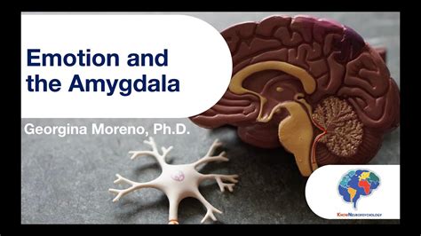 Emotion and the Amygdala - YouTube