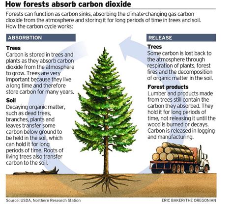 Carbon Sequestration for Climate Mitigation - Cold Hollow to Canada