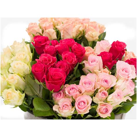 Alle soorten rozen kopen | De Gier Bloemen