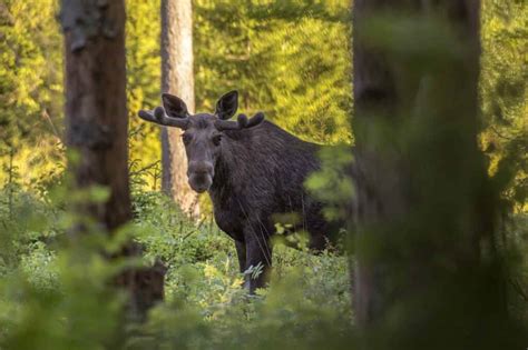 9 Easy Elk Hunting Tips for Beginners – Pick Your Gear