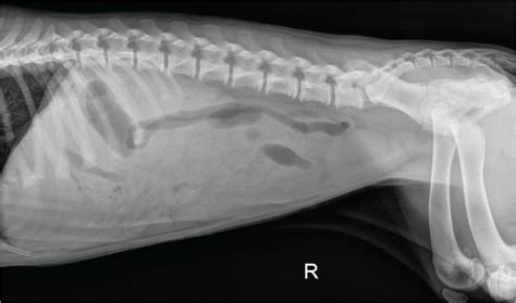 How To Xray Dog Stomach