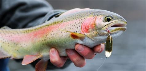 5 Must-Have Trout Lures for Any Season