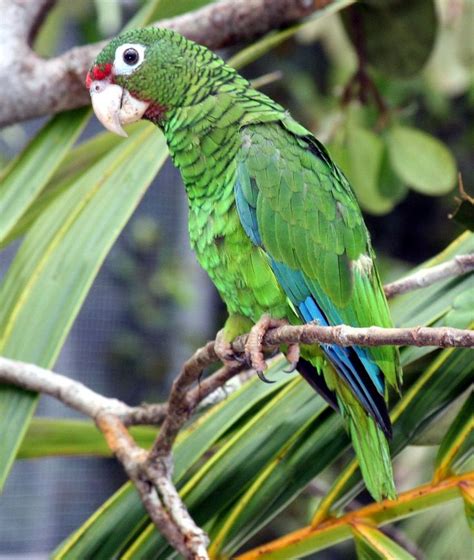 Puerto Rican amazon - Wikipedia | Endangered animals, Amazon parrot, Parrot