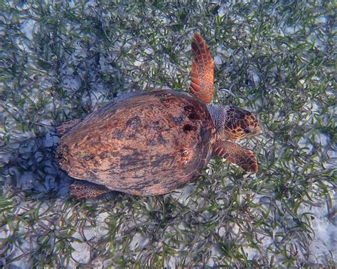 Belize Ocean Wildlife Research — SEE Turtles