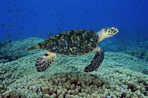 Hawksbill Sea Turtle Habitat Facts : 25 Facts About Hawksbill Sea Turtles Wildlife Informer ...