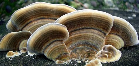 Turkey Tail Mushroom Being Used to Suppress Cancer Tumors