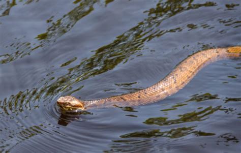 Do Poisonous Snakes Swim On Top Of Water Or Under | City Pest Control Pros