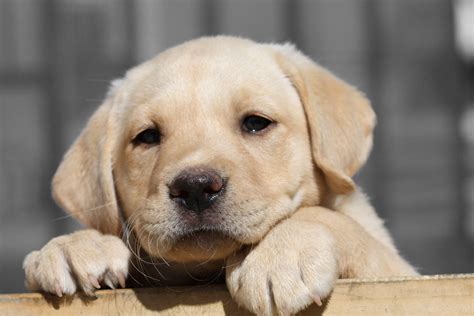 Yellow Lab Puppy Wallpaper - WallpaperSafari