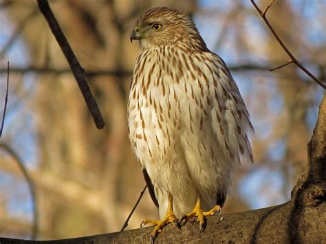 Cooper's Hawks — Susan Kirby