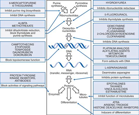 Cancer Chemotherapy and Cytotoxic Agents | Basicmedical Key