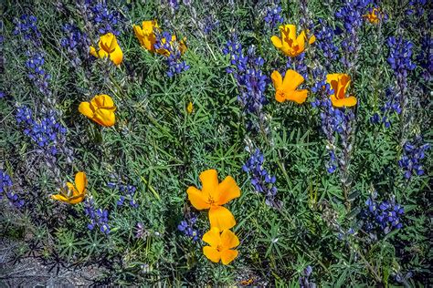 Sonoran Desert Wildflowers | Becoming is Superior to Being