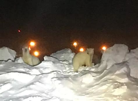 Hungry polar bears look for food at Alaska airport - CBS News