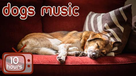 10 HOURS of Deep Sleep Relaxing Dog Music! NEW Helped 10 Million Dogs ...