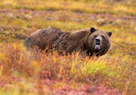 Abe's Animals: My favorite carnivorous mammals of Alaska