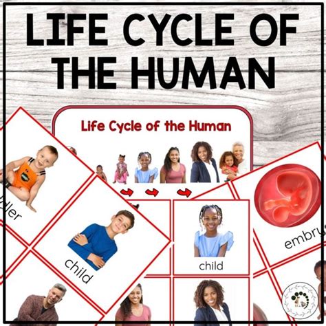 Life Cycle of the Human Montessori Anatomy 3 Part Cards