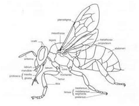 Bumble Bee Anatomy Diagram