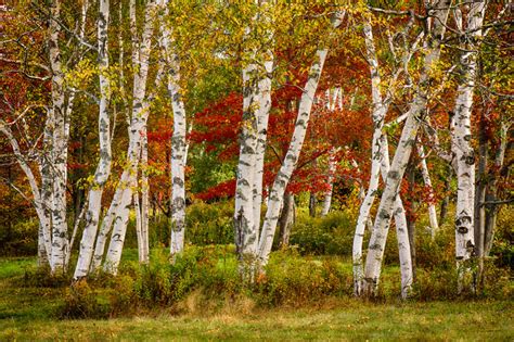 White Birch | Photos of Vermont