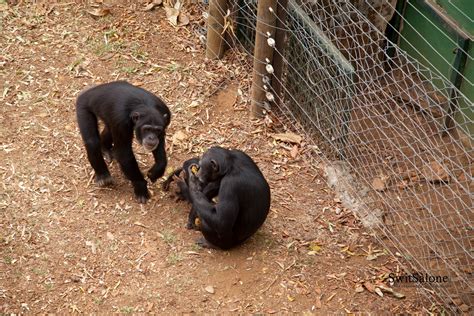 Destination Sierra Leone: The Hidden Wildlife Gem - Tacugama Chimpanzee Sanctuary | Sierra Leone ...