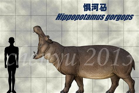 Hippopotamus gorgops by sinammonite on DeviantArt