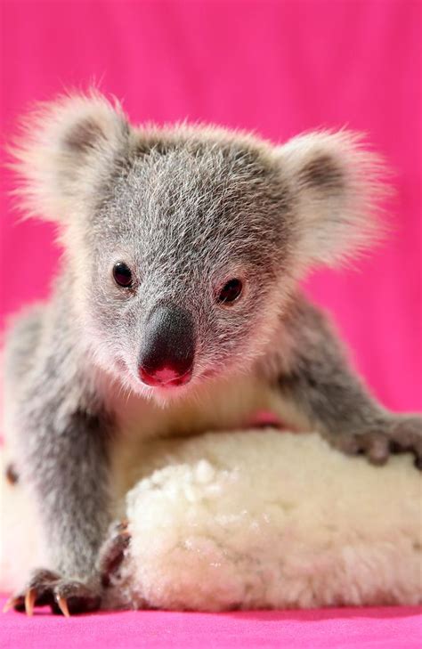 Cute koala joey Louise drops from her tree into a chicken coop during ...