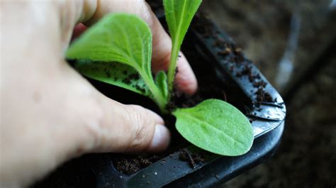 Seedlings - how to transplant successfully - Christine's Crafts