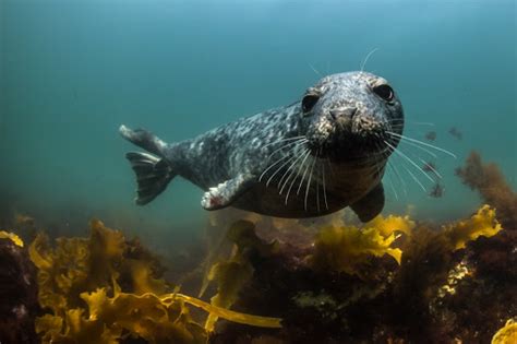 Maine State Aquarium | Squire Tarbox Inn