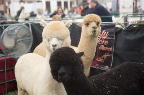 Livestock Shows | National Western Stock Show