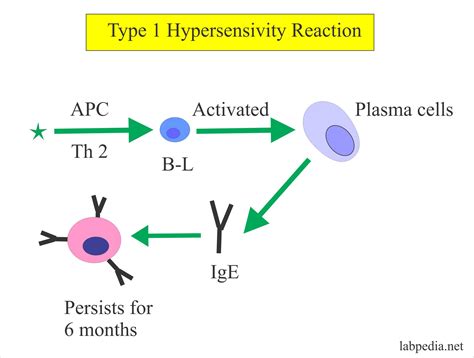 IgE Antibody level, Allergy Blood testing, Radioallergosorbent Test (RAST) – Labpedia.net